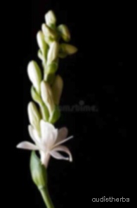 augmented_Polianthes tuberosa flower11_blurred.jpeg